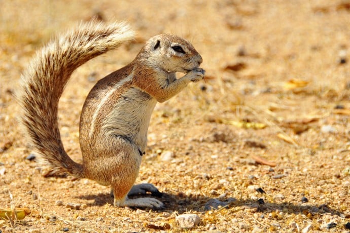 Namibia 28 KapBorstenhörnchen, EtoshaNationalpark, Namibia