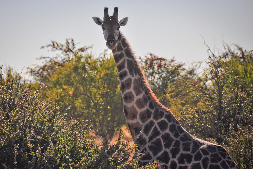 Namibia 72 | Giraffe in abendlicher Savanne, Namibia Giraffe in abendlicher Savanne, Namibia