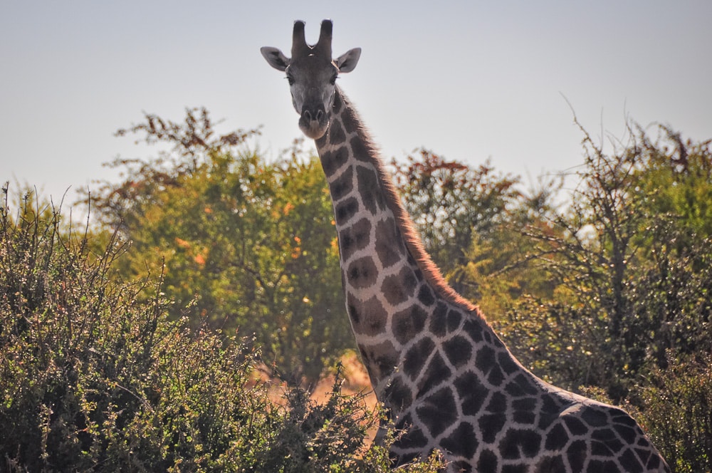 Giraffe in abendlicher Savanne, Namibia