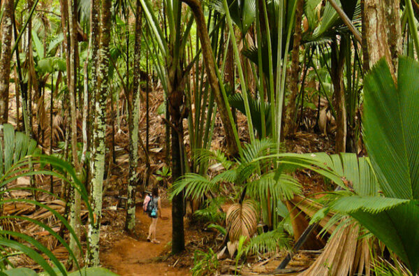 Seychellen: Frau im Vallée de Mai