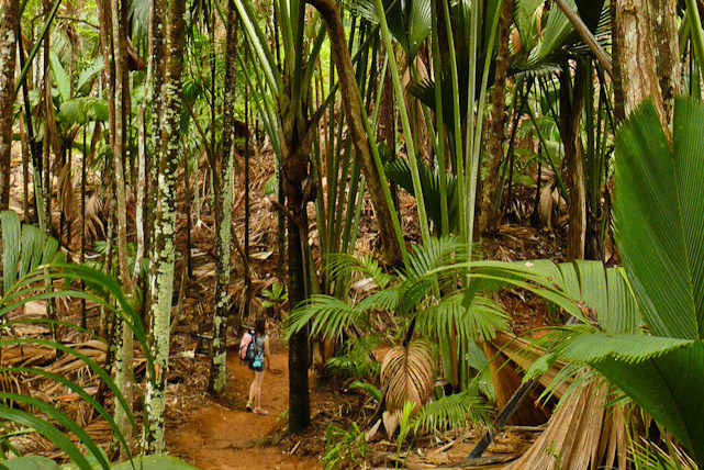 Seychellen: Frau im Vallée de Mai Seychellen: Frau im Vallée de Mai