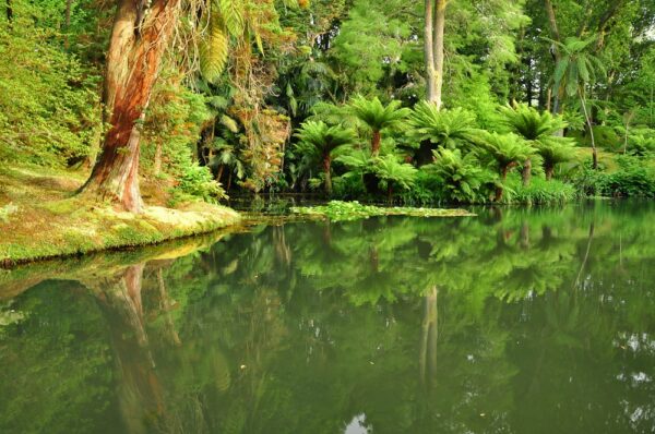 Tropische Vegatation im Parque Terra Nostra, Sao Miguel, Azoren