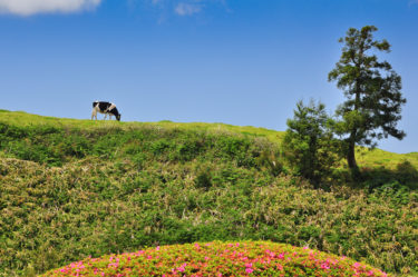 Grasende Kuh nahe Furnas, Sao Miguel, Azoren, Portugal
