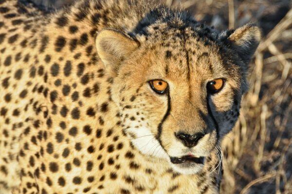 Gepard in der Abendsonne, Namibia