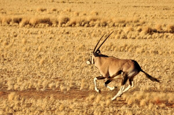 Oryx-Antilope auf der Flucht, Namibia