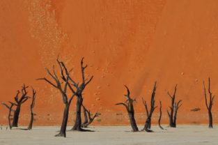 Durch Trockenheit konservierte Bäume, Dead Vlei, Namib-Naukluft-Nationalpark, Namibia