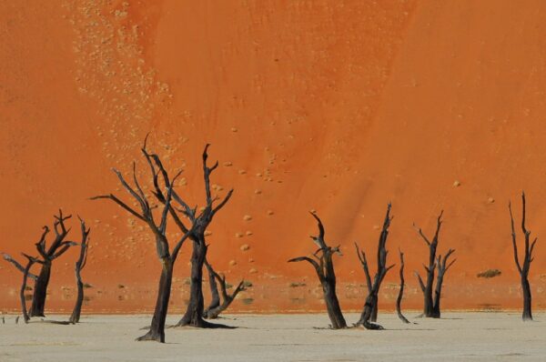 Durch Trockenheit konservierte Bäume, Dead Vlei, Namib-Naukluft-Nationalpark, Namibia