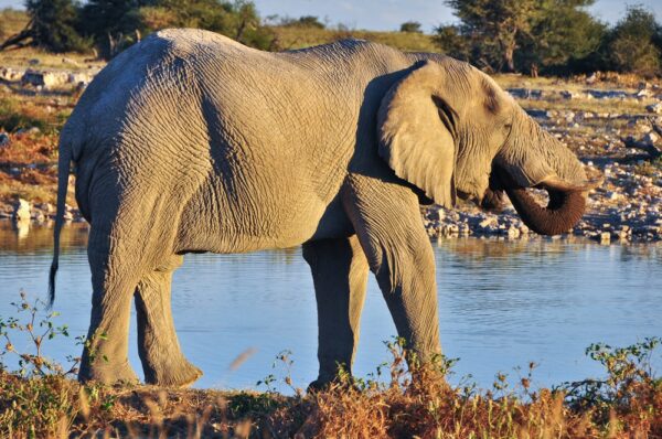 Afrikanischer Wüstenelefant, Etosha-Nationalpark, Namibia