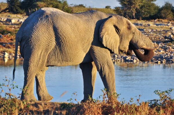 Afrikanischer Wüstenelefant, Etosha-Nationalpark, Namibia