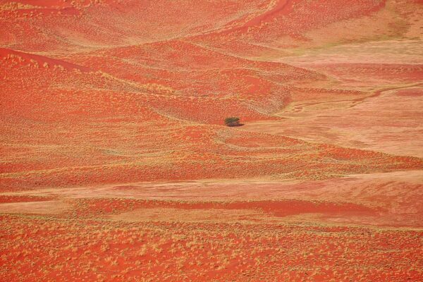 Die Wüste blüht, Namib-Naukluft-Nationalpark, Namibia
