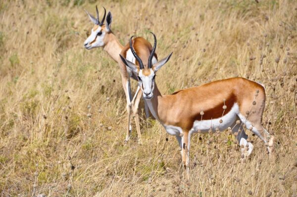 Springbock-Paar in Savanne, Etosha, Namibia