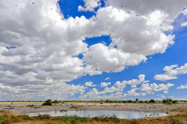 Wasserstelle im Etosha-Nationapark, Okaukuejo Namibia