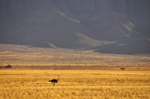 Afrikanischer Strauß nahe Sesriem, Namib-Naukluft-Park, Nambia