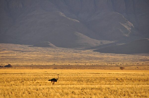 Afrikanischer Strauß nahe Sesriem, Namib-Naukluft-Park, Nambia