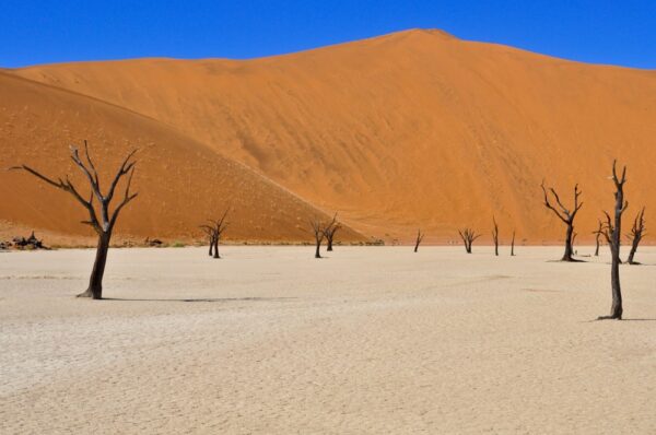 Kameldornakazien, Deadvlei, Namib-Naukluft-Nationalpark, Namibia