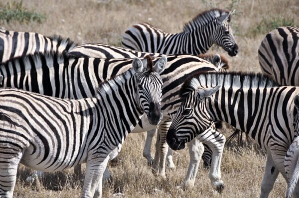 Steppenzebras, Etosha, Namibia