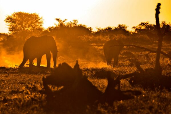 Wüstenelefanten bei Sonnenuntergang, Etosha-Nationalpark, Namibia