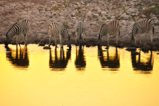 Steppenzebras an Wasserloch, Etoscha, Namibia