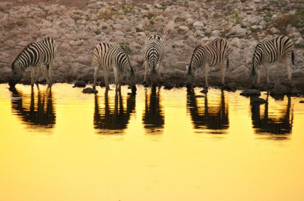 Steppenzebras an Wasserloch, Etoscha, Namibia