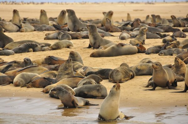 Pelzrobben am Cape Cross, Namibia