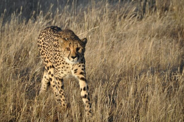 Gepard auf Beutezug, Namibia