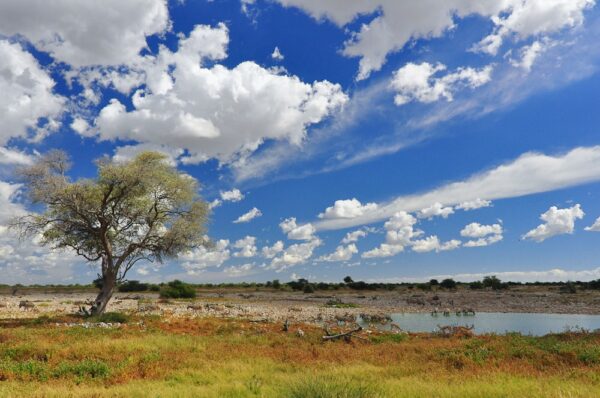 Tiere an Wasserstelle, Okaukuejo, Etosha Park, Namibia