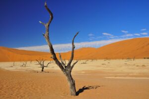 Kameldornakazien im Dead Vlei, Namib-Naukluft-Nationalpark, Namibia