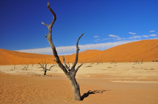 Kameldornakazien im Dead Vlei, Namib-Naukluft-Nationalpark, Namibia