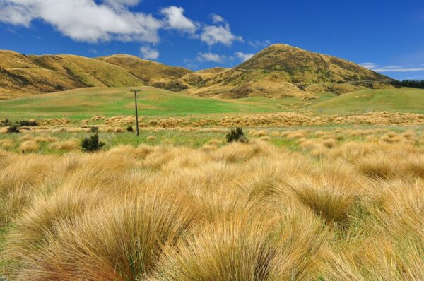 Tussock-Grassteppe, Otago, Neuseeland