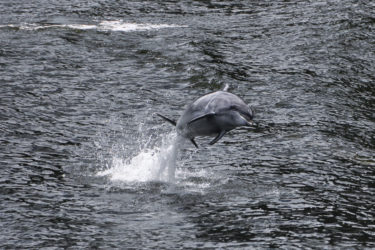 Delfin in den dunklen Gewässern des Milford Sounds, Fiordland, Neuseeland