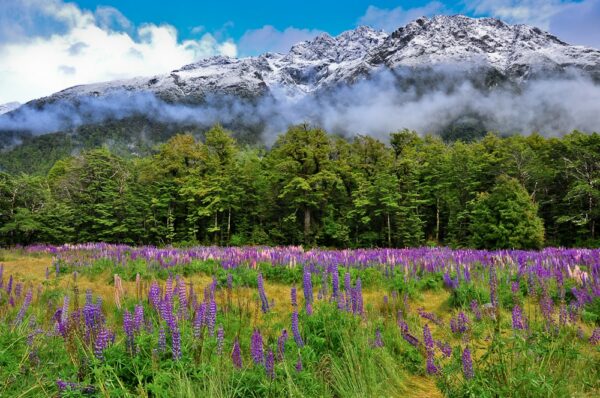 Lupinien und Berge an der Milford-Road, Fiordland, Neuseeland