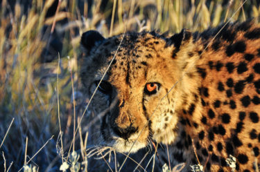 Gepard in der afrikanischen Savanne, Namibia