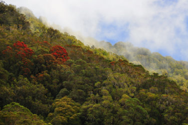 Urwald mit Pohutukawa-Bäumen, Neuseeland