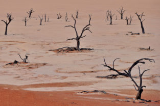 Tote Akazien im Dead Vlei, Sossusvlei, Namib-Wüste, Namibia