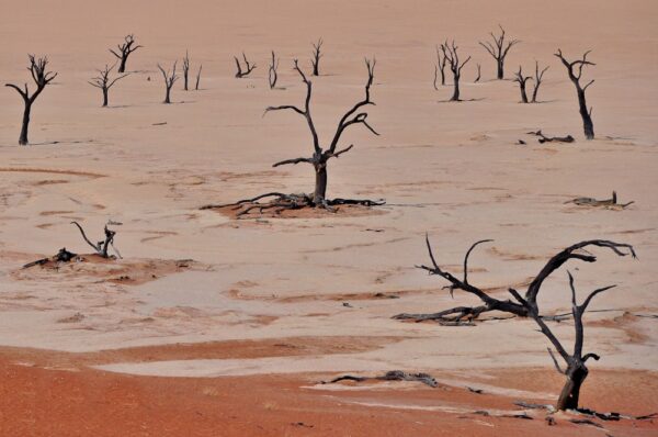 Tote Akazien im Dead Vlei, Sossusvlei, Namib-Wüste, Namibia