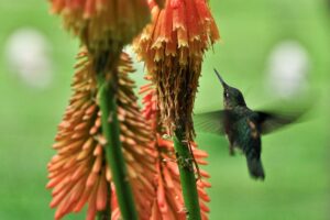 Kolibri im Valle Cochamo, Región de los Lagos, Patagonien, Chile