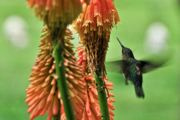 Kolibri im Valle Cochamo, Región de los Lagos, Patagonien, Chile