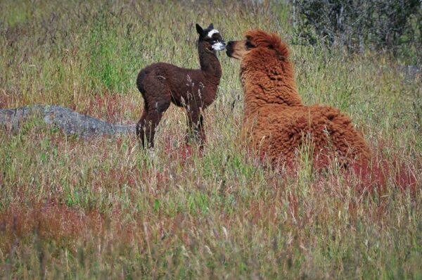 Alpaca-Junges mit Mutter, Patagonien, Chile