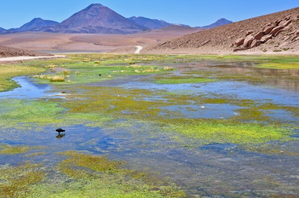 Lagune vor Vulkankulisse im Altiplano, Región Atacama,Chile