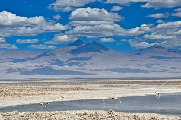 Andenflamingos auf dem Salar de Atacama, Región Atacama, Chile