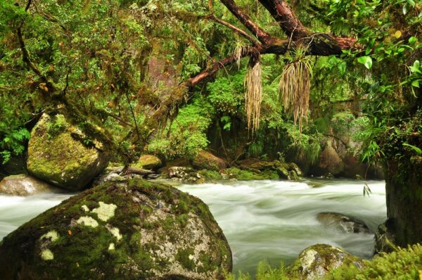 Regenwald, Valle Cochamo, Región de los Lagos, Patagonien, Chile