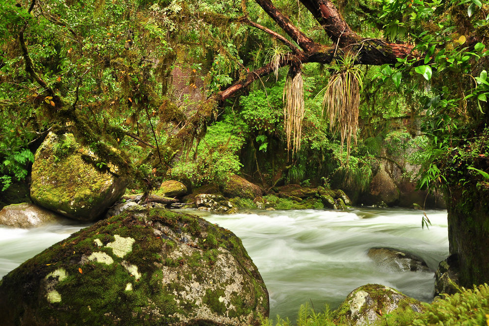 Chile 29 | Regenwald, Valle Cochamo, Región de los Lagos, Patagonien, Chile Regenwald, Valle Cochamo, Región de los Lagos, Patagonien, Chile