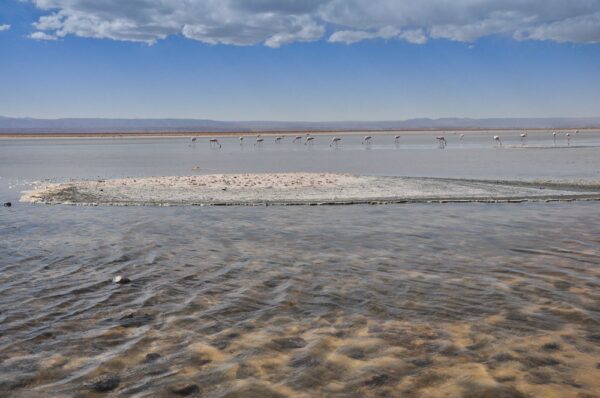 Flamingos auf dem Salar de Atacama, Región Atacama, Chile