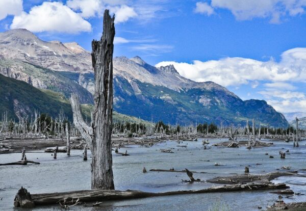 Bosque Muerto (Toter Wald), Zeugnis des Hudson-Vulkanausbruchs, Región Aysén, Patagonien, Chile