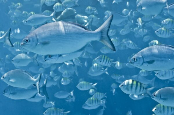 Fische an Riff vor der Küste von Barbados, Kleine Antillen, Karibik