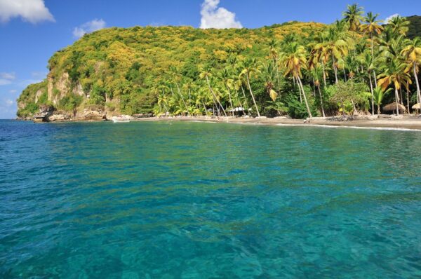 Palmen am Strand von Anse Mamin, St. Lucia, Karibik