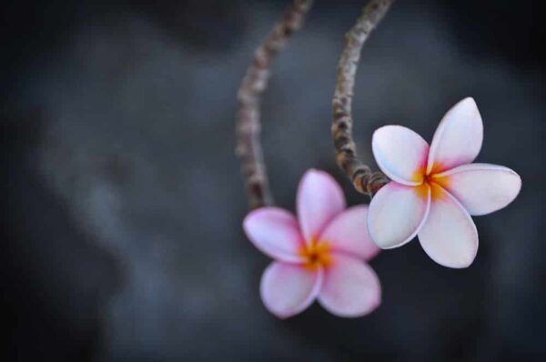 Frangipani-Blüte - ein Wahrzeichen der Karibik