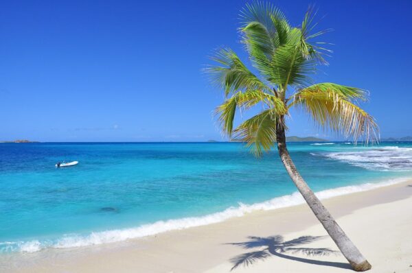 Strand mit Palme, Palm Island, St. Vincent & Grenadinen, Karibik