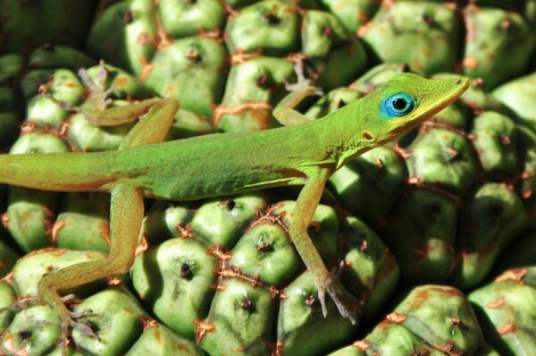 Lizard auf Fruchtstaude, St. Vincent & Grenadinen, Kleine Antillen, Karibik