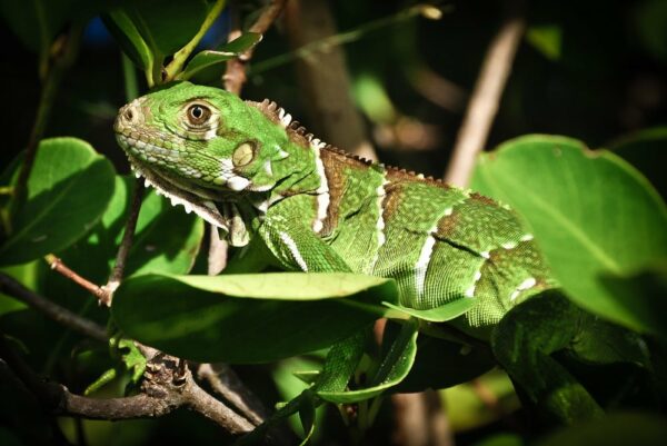 Iguana (Grüner Leguan), Tobago Cays, St. Vincent & Grenadinen, Karibik